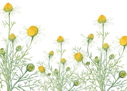 Chamomile Fragrance Oil