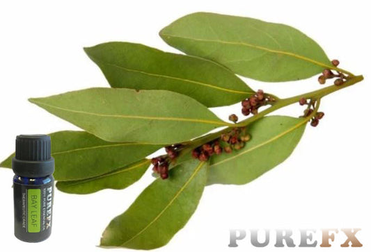 Bay Leaf Essential Oil