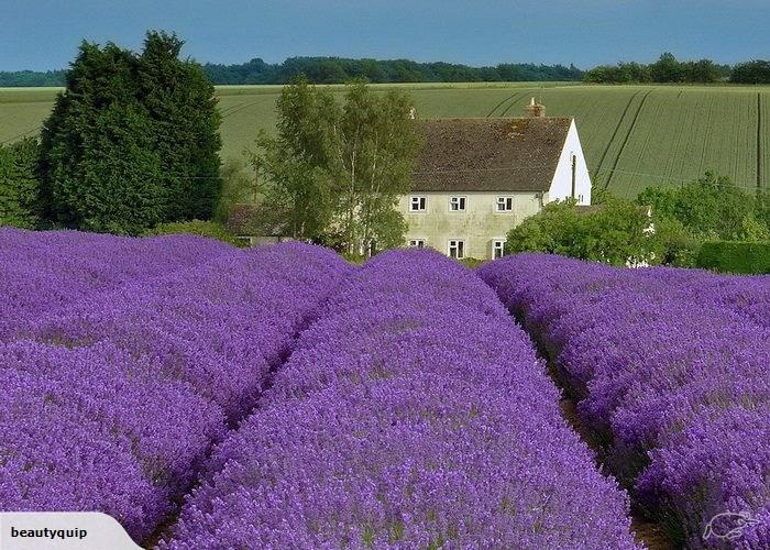 Lavender Fields Fragrance Oil