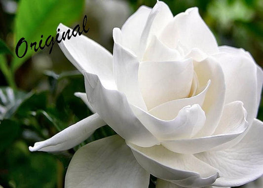 Gardenia Fragrance Oil