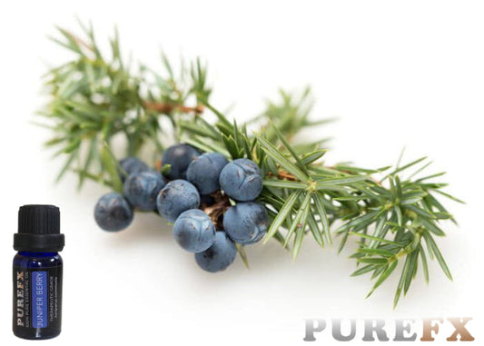 Juniper Berry Essential Oil