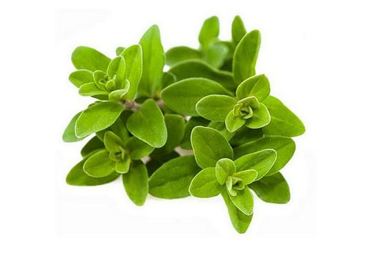 Marjoram_RX4MX5SGQ9IR.jpg