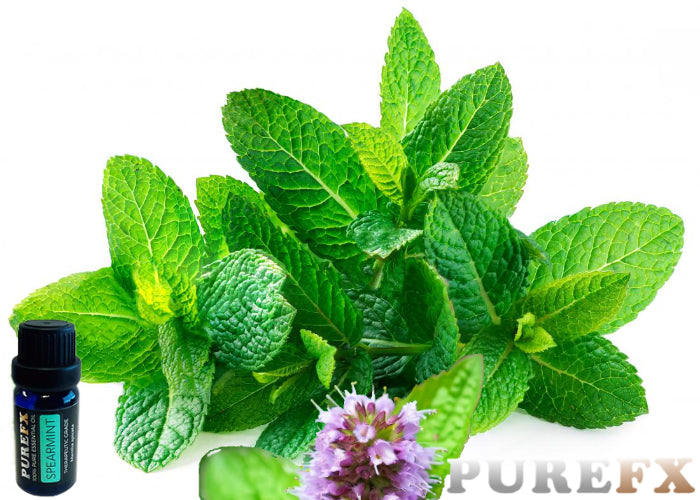 Spearmint Essential Oil