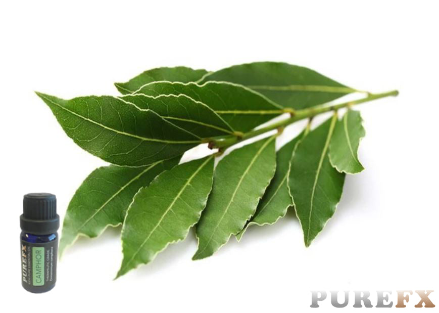 Camphor Essential Oil