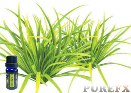 Citronella Essential Oil