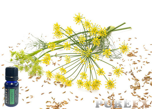 Fennel Essential oil