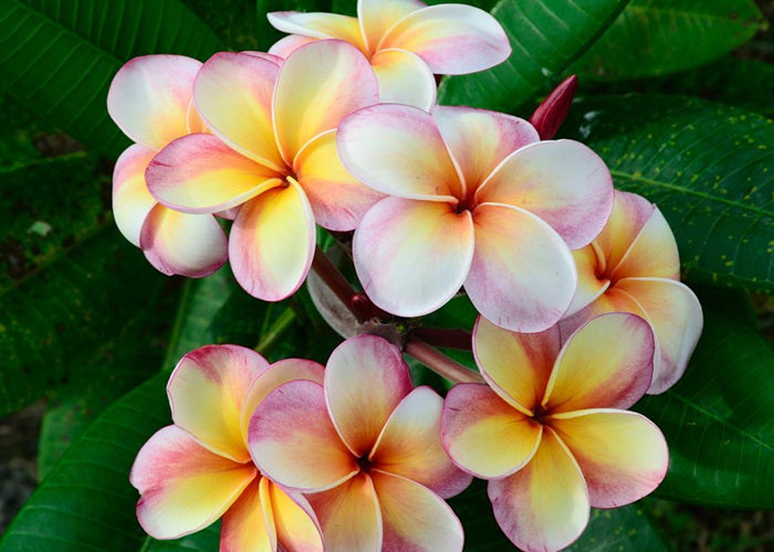 Frangipani Fragrance Oil